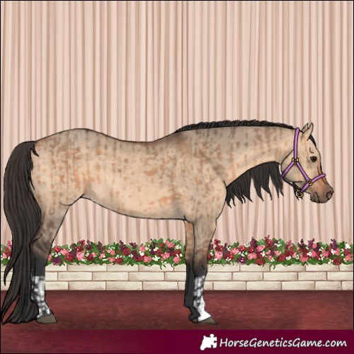 Horse Color:Bay Dun  and Bay Dun 