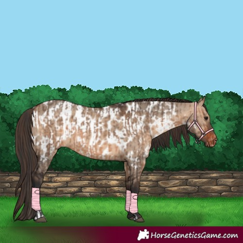 Horse Color:Bay Dun  and Bay Dun Appaloosa 