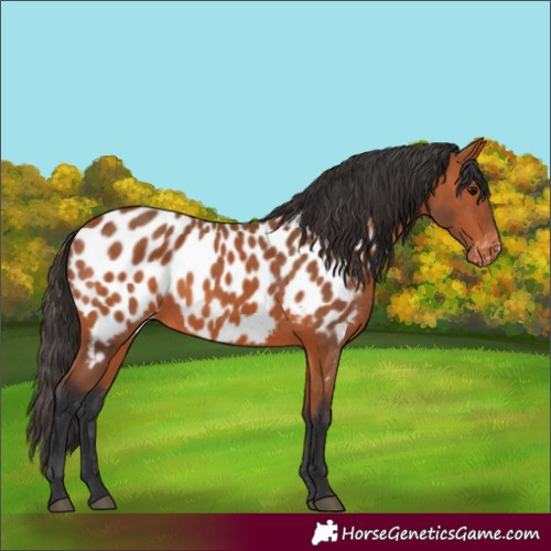 Horse Color:Bay Near Leopard 