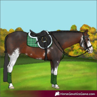 Horse Color:Brown Sabino 