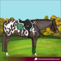 Horse Color:Liver Chestnut Appaloosa 