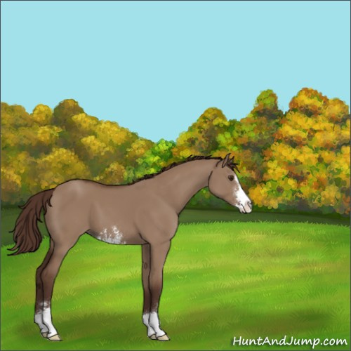 Horse Color:Liver Red Dun Sabino