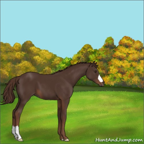 Horse Color:Liver Chestnut 