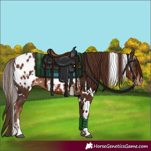 Horse Color:White Spotted Liver Chestnut Appaloosa