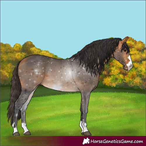 Horse Color:Buckskin 
