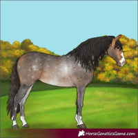 Horse Color:Buckskin 