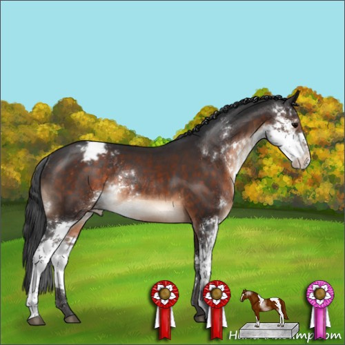 Horse Color:Brown Sabino Appaloosa Rabicano 