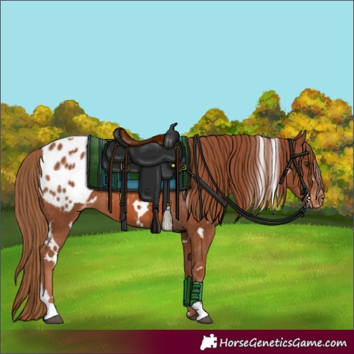 Horse Color:White Spotted Chestnut Appaloosa