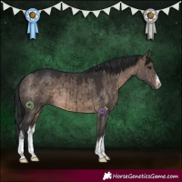 Horse Color:White Spotted Brown Dun Brindle