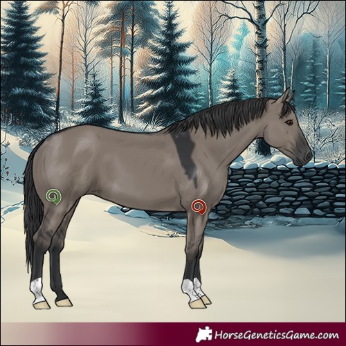 Horse Color:Grullo 
