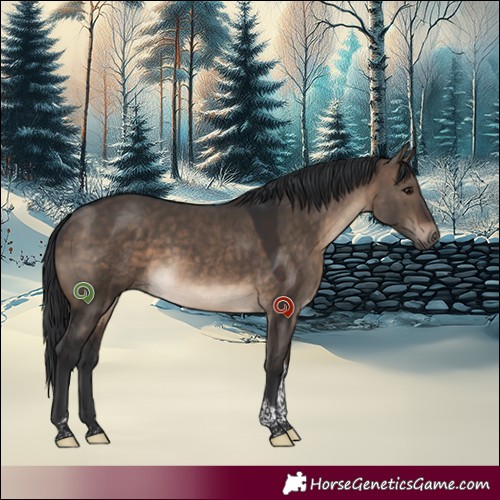 Horse Color:Brown Dun Tobiano 
