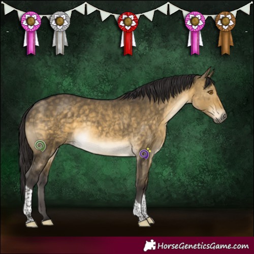 Horse Color:Buckskin Dun Tobiano