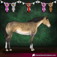 Horse Color:Buckskin Dun Tobiano