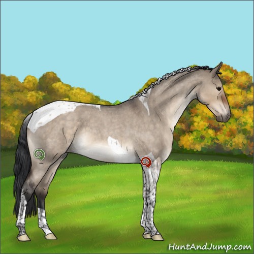 Horse Color:Brown Roan Dun Tobiano 