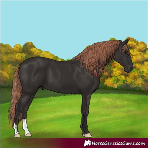 Horse Color:Liver Chestnut 