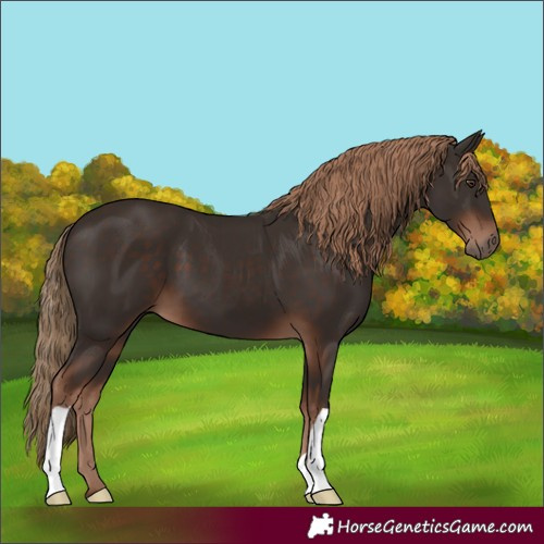Horse Color:Liver Chestnut