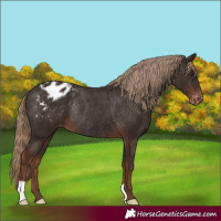 Horse Color:Liver Chestnut Appaloosa Rabicano