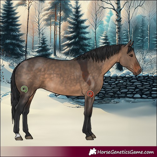 Horse Color:Brown Dun 