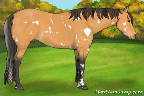 Horse Color:White Spotted Buckskin 