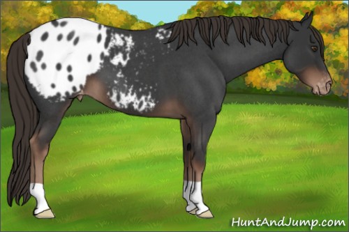 Horse Color:Liver Red Roan Appaloosa 
