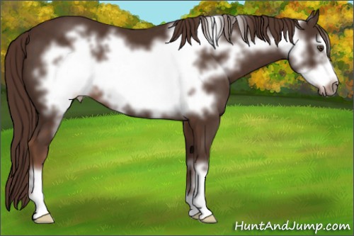 Horse Color:Liver Chestnut Frame 