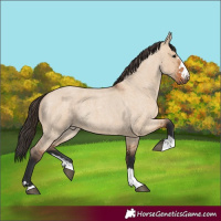 Horse Color:Bay Roan Dun 