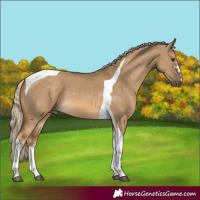 Horse Color:Chocolate Palomino Dun Tobiano