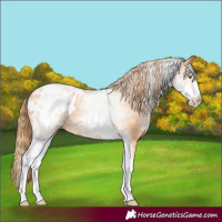 Horse Color:White Spotted Bay Pearl Appaloosa 