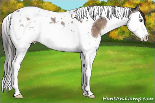 Horse Color:Brown Dun Mushroom Splash Tobiano Appaloosa 