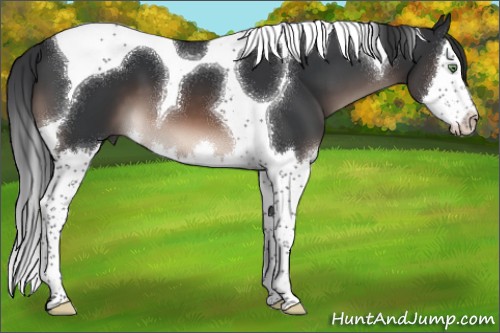 Horse Color:Brown Mushroom Splash Tobiano 