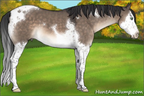 Horse Color:Brown Dun Mushroom Splash Tobiano