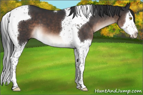 Horse Color:Brown Mushroom Splash Tobiano