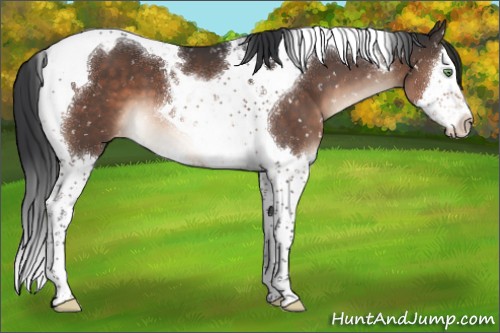 Horse Color:Brown Mushroom Splash Tobiano Appaloosa 
