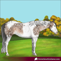 Horse Color:Brown Dun Mushroom Splash Tobiano Appaloosa 