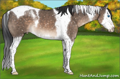Horse Color:Brown Dun Mushroom Splash Tobiano Appaloosa