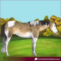 Horse Color:Buckskin Dun Mushroom Splash Tobiano 