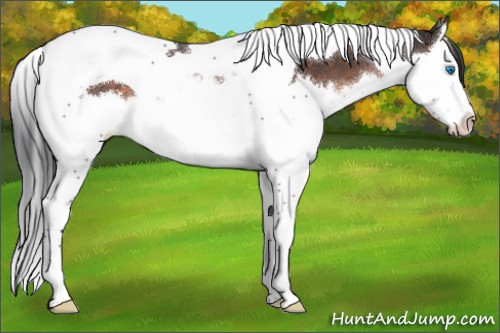 Horse Color:Brown Mushroom Splash Tobiano 