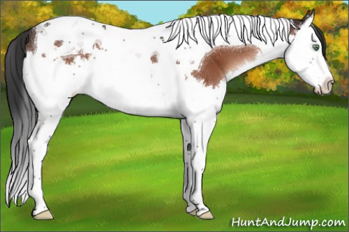 Horse Color:Brown Mushroom Splash Tobiano 