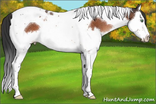 Horse Color:Brown Mushroom Splash Tobiano 