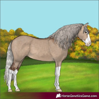 Horse Color:Silver Brown Dun Splash 