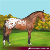 Horse Color:Bay Appaloosa 