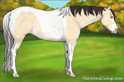 Horse Color:Buckskin Dun Mushroom Sabino Splash Tobiano Rabicano 