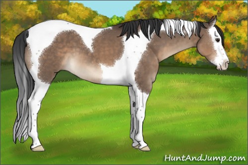 Horse Color:Brown Dun Splash Tobiano 
