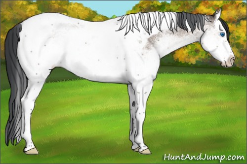 Horse Color:White Spotted Brown Dun Splash Tobiano 