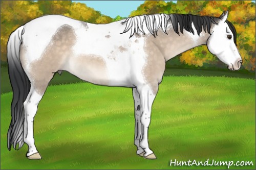 Horse Color:Brown Dun Splash Tobiano 