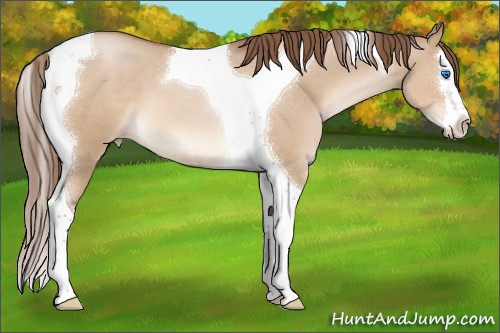 Horse Color:Brown Pearl Dun Splash Tobiano