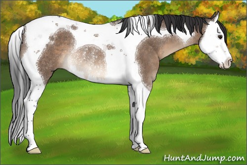 Horse Color:Brown Dun Splash Tobiano Rabicano 