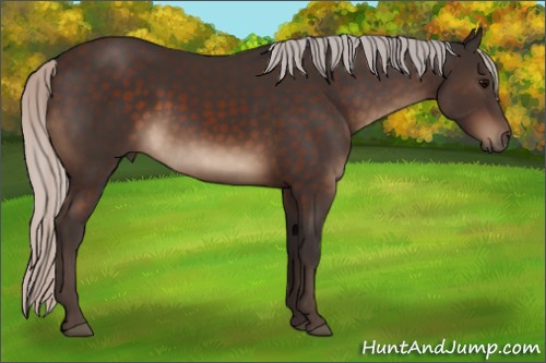 Horse Color:Silver Brown Rabicano 