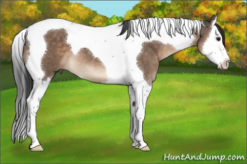 Horse Color:Brown Dun Splash Tobiano 