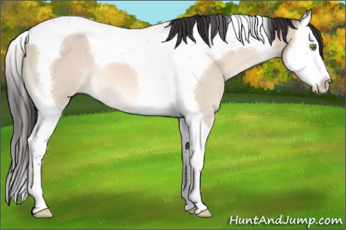 Horse Color:Brown Dun Splash Tobiano 
